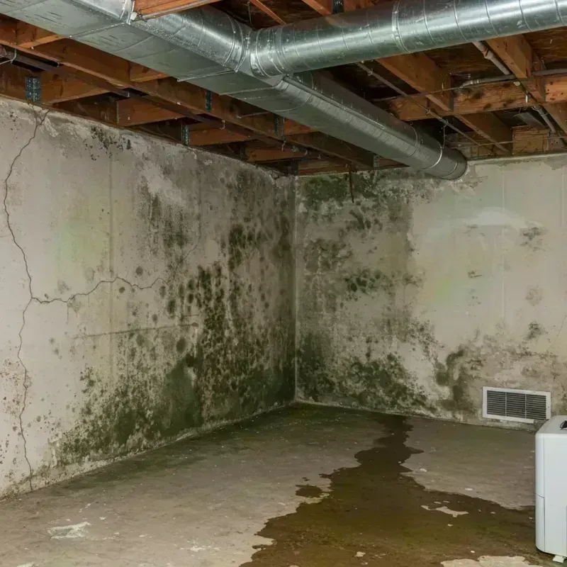 Professional Mold Removal in Derwood, MD